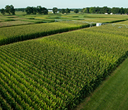 Corn field